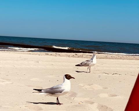 Seagulls on the Baltic beach near Zempin